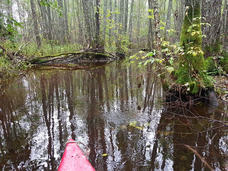 Canoe trips in flooded forests