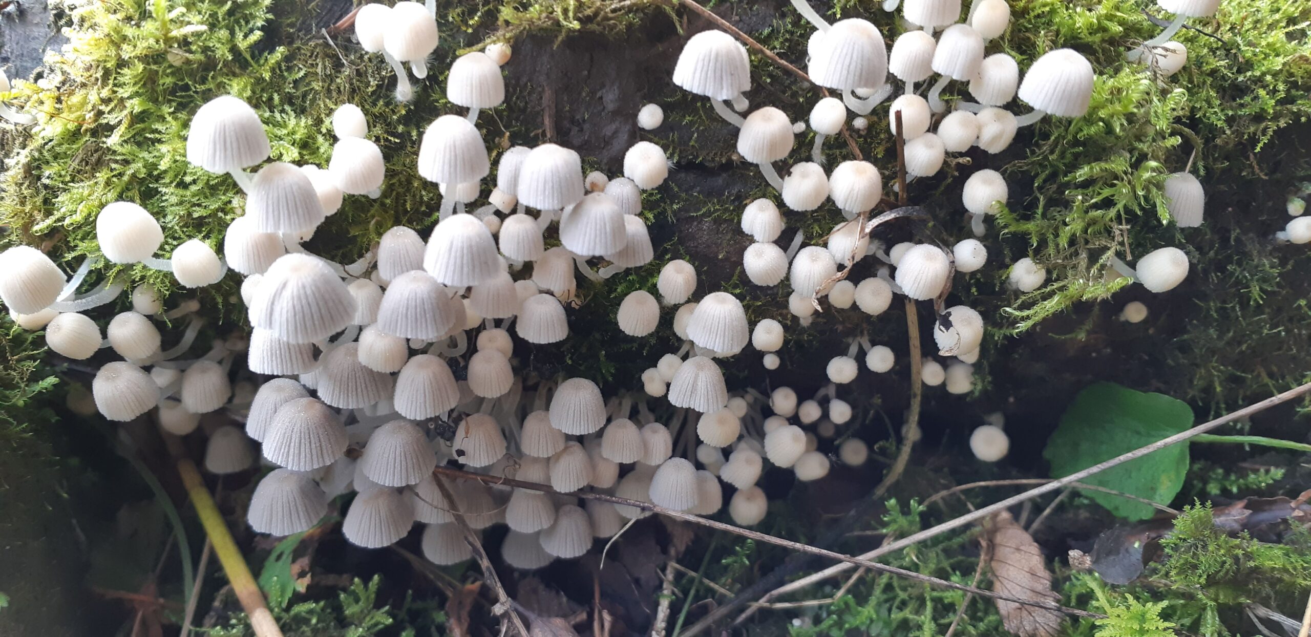 Mushroom Forest Soomaa